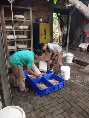 Praktek memindahkan bayi maggot ke tempat pembesaran maggot