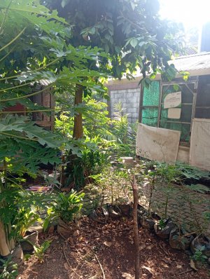 Kandang Lalat bsf di Joglo larva Center