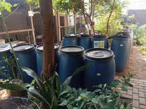 Budidaya lele dalam drum